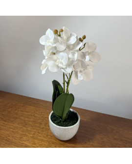 Maceta orquídeas