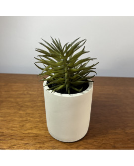 Plantin 4