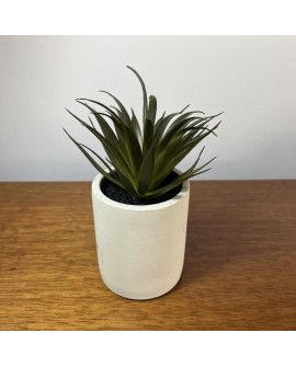 Plantín 2